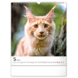 Nástěnný kalendář Kočky 2023, 30 × 34 cm