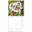 Poznámkový kalendář Koaly 2022, 30 × 30 cm