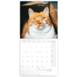 Poznámkový kalendář Kočky 2023, 30 × 30 cm