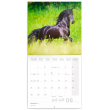Poznámkový kalendář Koně – Christiane Slawik 2021, 30 × 30 cm
