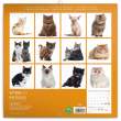 Poznámkový kalendář Koťata 2021, 30 × 30 cm