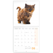Poznámkový kalendář Koťata 2021, 30 × 30 cm