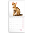Poznámkový kalendář Koťata 2022, 30 × 30 cm