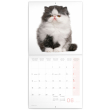 Poznámkový kalendář Koťata 2023, 30 × 30 cm