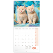 Kittens 2024 Note Calendar, 30 × 30 cm