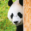 Grid calendar Pandas 2020, 30 × 30 cm