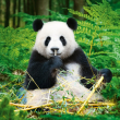 Poznámkový kalendář Pandy 2020, 30 × 30 cm