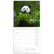 Poznámkový kalendář Pandy 2020, 30 × 30 cm
