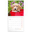 Poznámkový kalendář Psi 2020, 30 × 30 cm