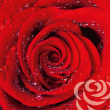 Poznámkový kalendář Růže 2019, voňavý, 30 x 30 cm