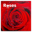 Poznámkový kalendář Růže 2019, voňavý, 30 x 30 cm