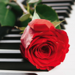Poznámkový kalendář Růže 2020, voňavý, 30 × 30 cm