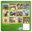 Poznámkový kalendář Šťastní sloni 2023, 30 × 30 cm