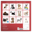 Grid calendar Puppies 2020, 30 × 30 cm